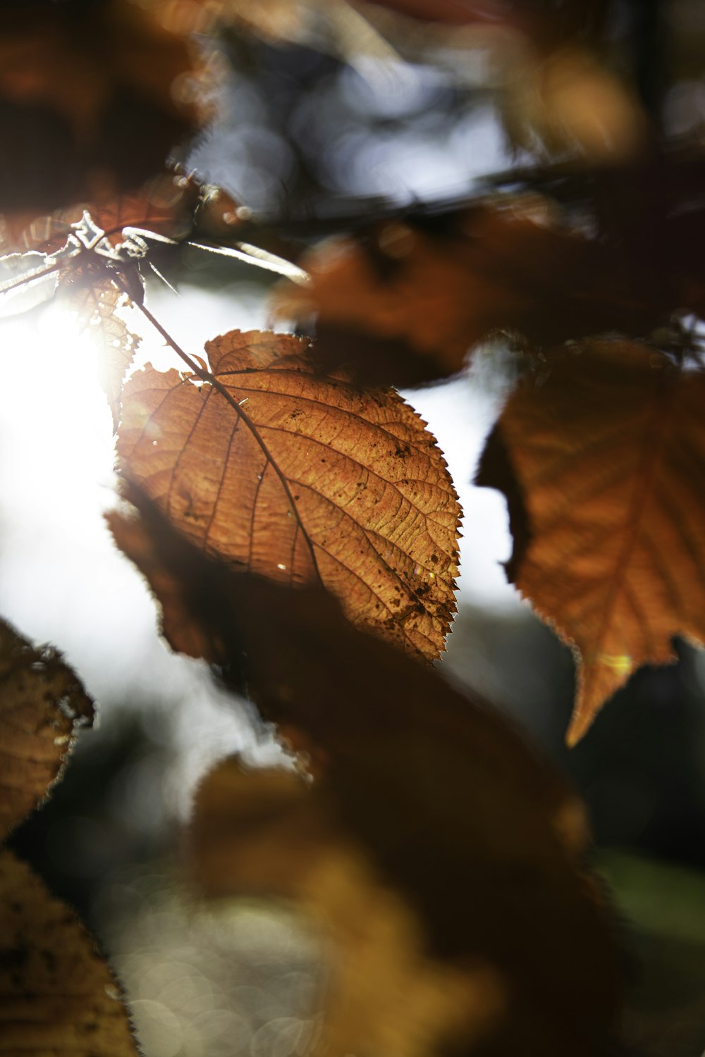 brown leaves on water during daytime