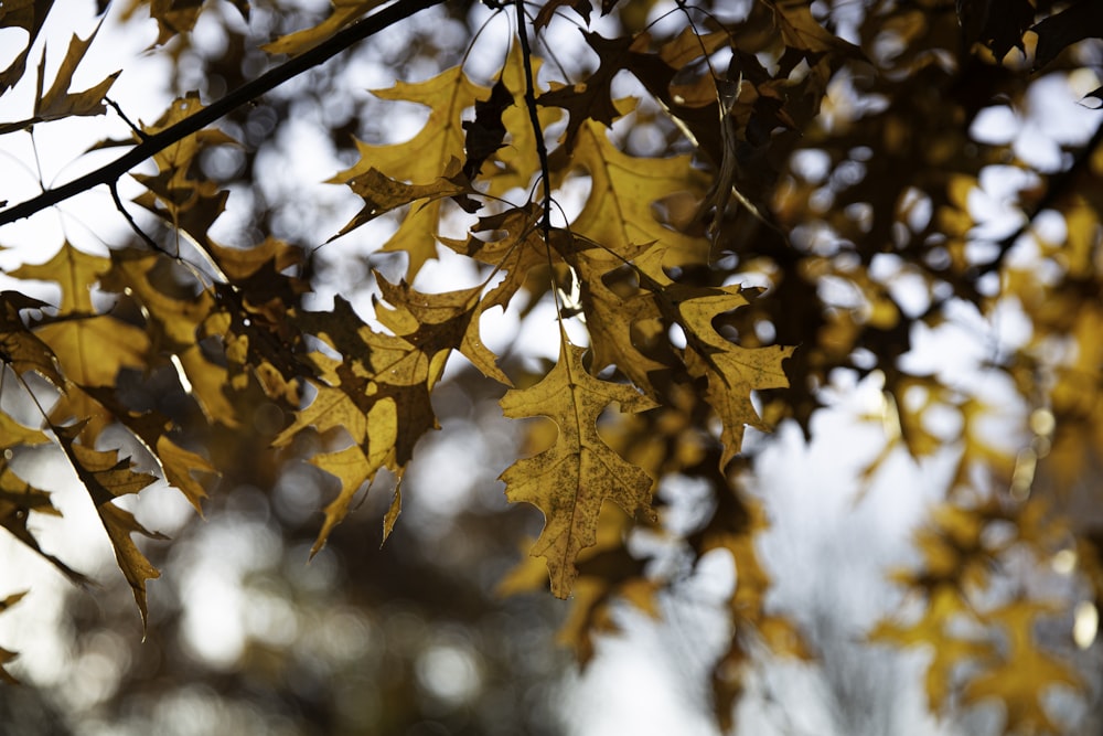 feuille d’érable brune en gros plan