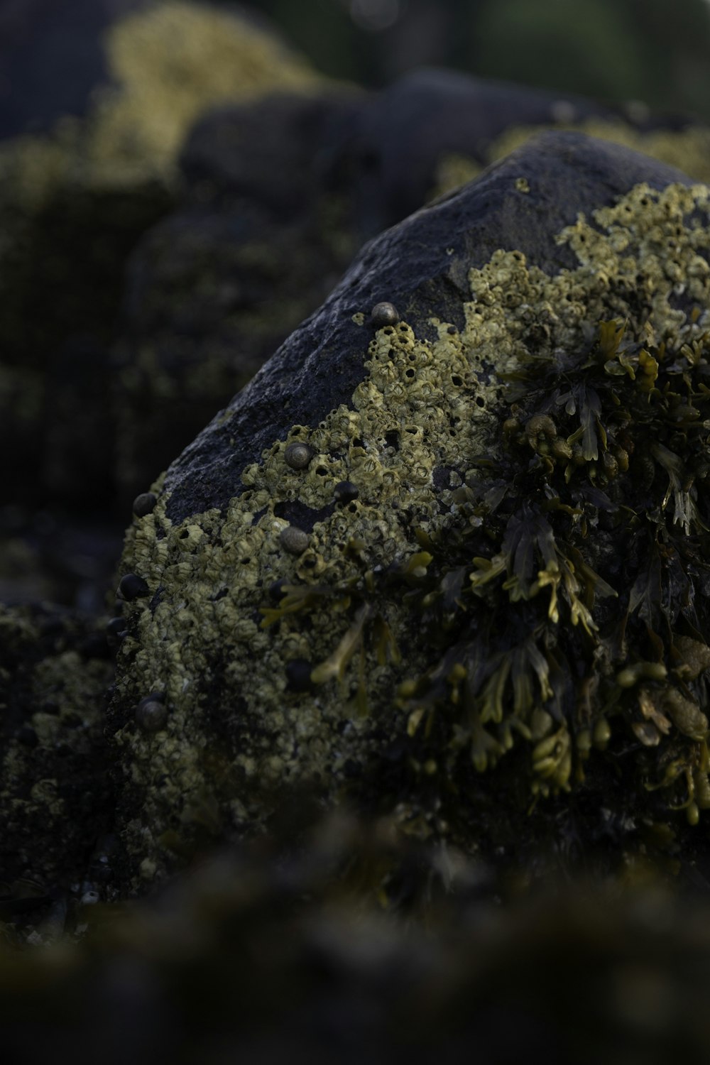 yellow and black plant on black rock