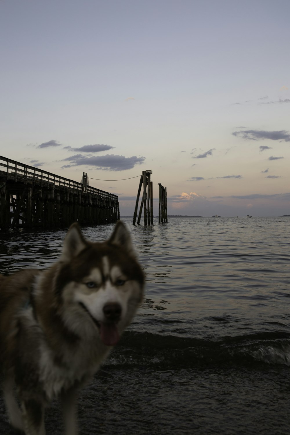 brown and white siberian husky on dock during daytime