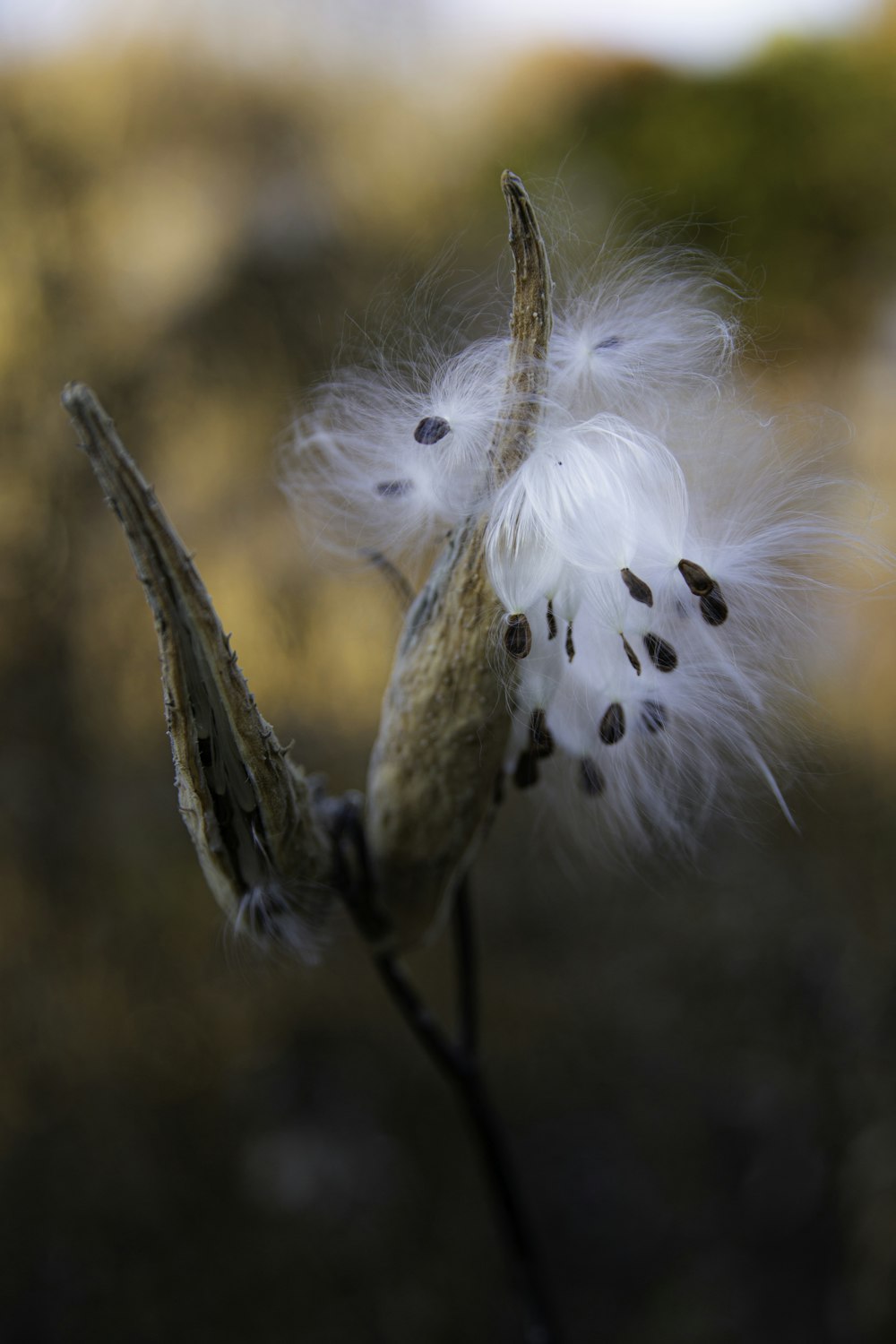 white dandelion in close up photography