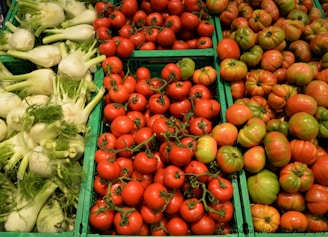A selection of fresh vegetables arranged in green crates at a market. The left side displays pale green fennel bulbs with feathery fronds. The center and right sections showcase bright red and multicolored tomatoes, with some displaying a mix of green and red hues, indicating ripeness variation.