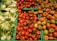 A selection of fresh vegetables arranged in green crates at a market. The left side displays pale green fennel bulbs with feathery fronds. The center and right sections showcase bright red and multicolored tomatoes, with some displaying a mix of green and red hues, indicating ripeness variation.