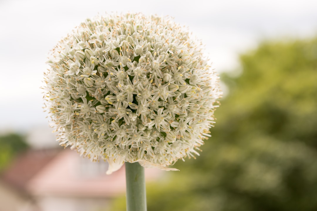 A blooming onion.