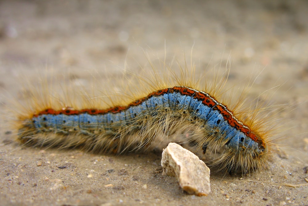 blue and brown caterpillar on brown sand