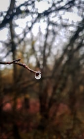 Close-up of delicate raindrops hanging from a leaf under a cloudy sky.