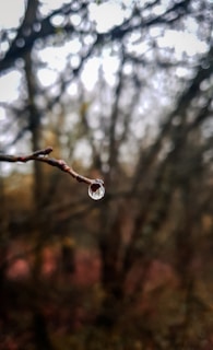 Close-up of delicate raindrops hanging from a leaf under a cloudy sky.