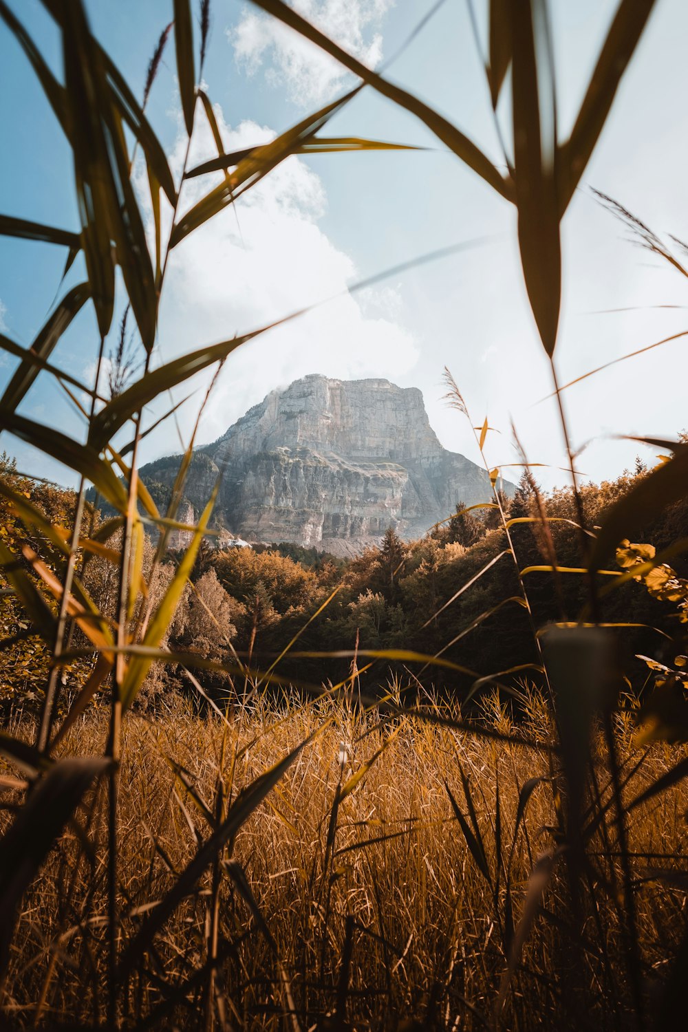 green plants near rocky mountain during daytime