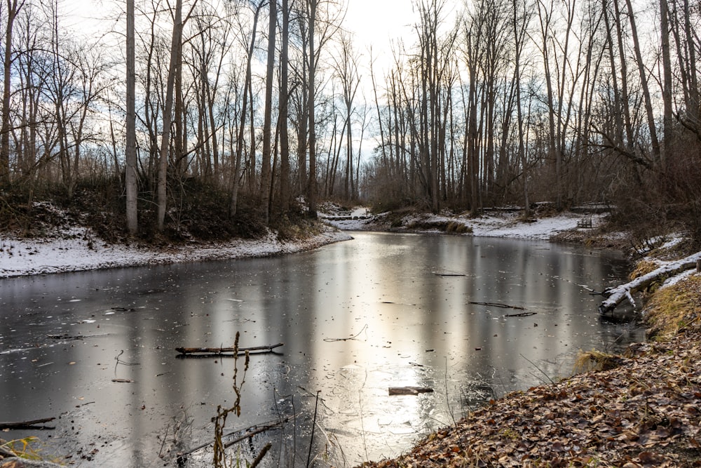 brown bare trees on body of water during daytime