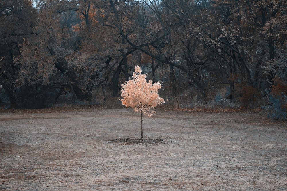 brown tree on brown field