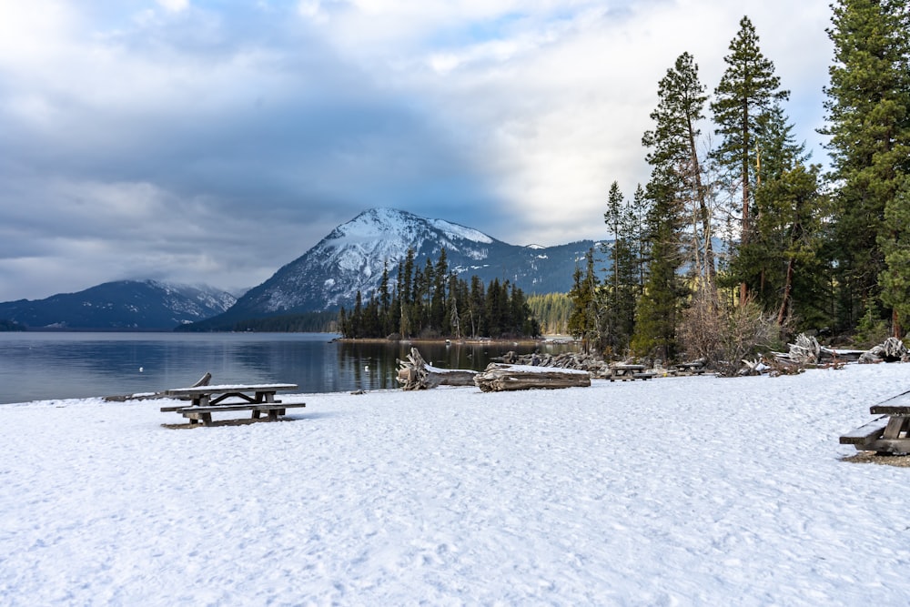 green pine trees on snow covered ground near body of water during daytime