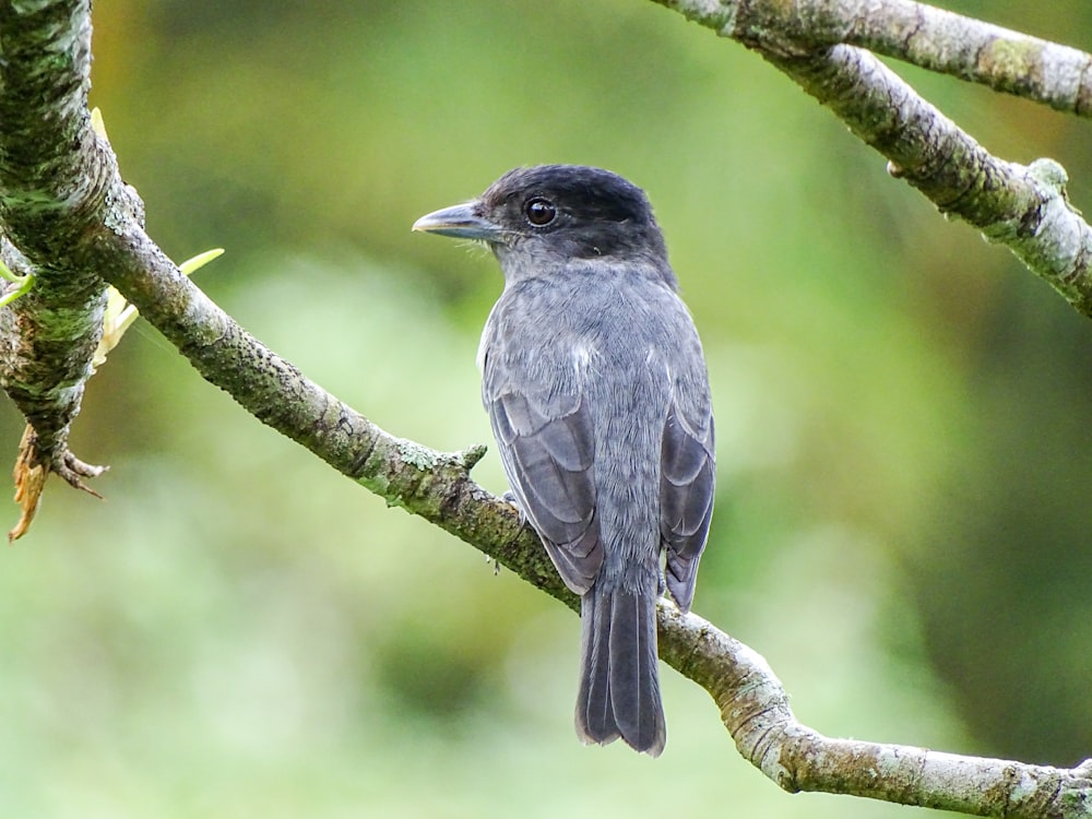 black and white bird on brown tree branch