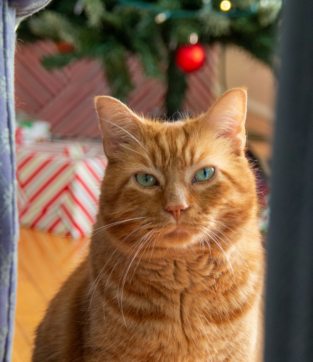 a close up of a cat near a christmas tree