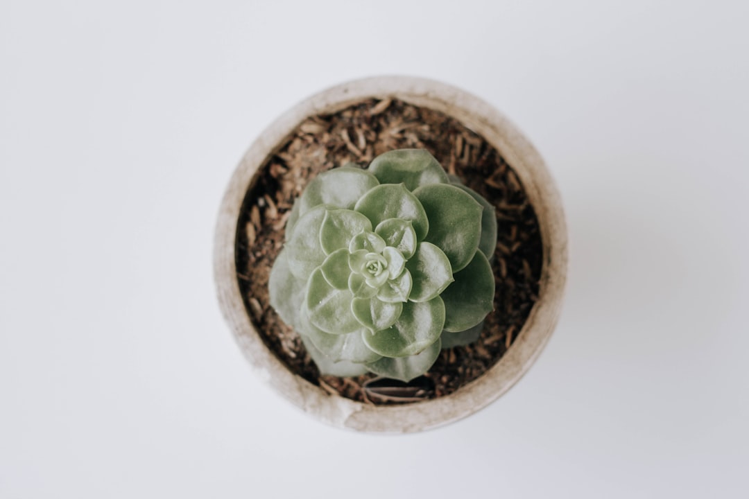 green succulent plant on brown clay pot