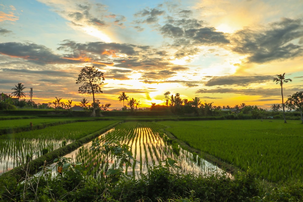 green grass field under cloudy sky during sunset