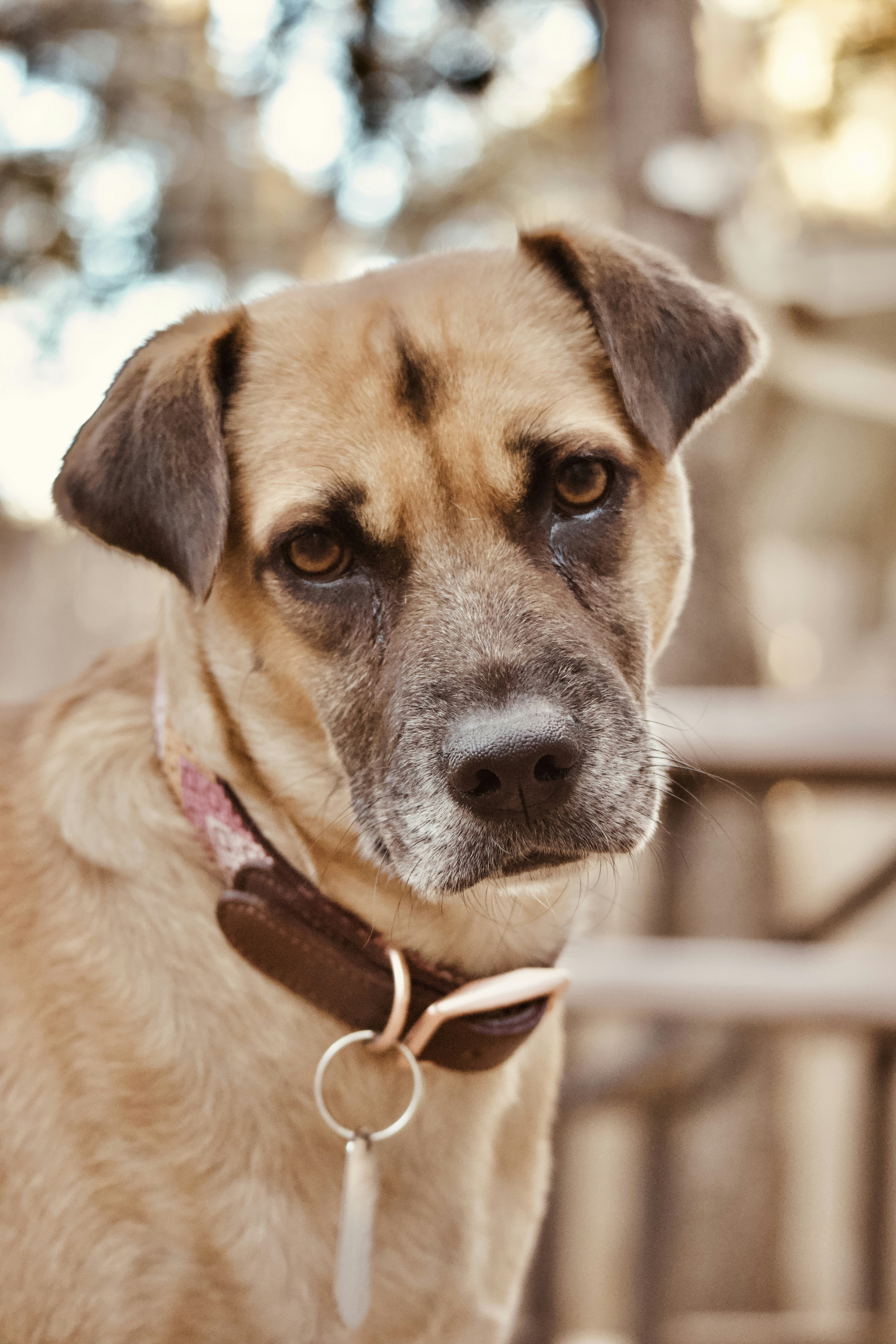 brown short coated dog with brown leather leash