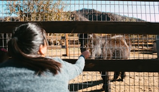 A person with a ponytail is reaching out to pet or feed a dark-colored animal, possibly a horse or pony, through the gaps of a wooden fence with wire mesh. The animal is standing in an open, sunny area with a background of trees and mountains.