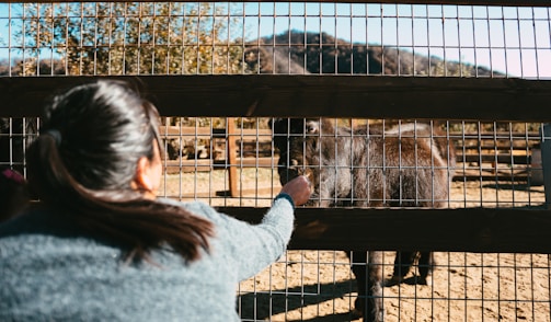 A person with a ponytail is reaching out to pet or feed a dark-colored animal, possibly a horse or pony, through the gaps of a wooden fence with wire mesh. The animal is standing in an open, sunny area with a background of trees and mountains.