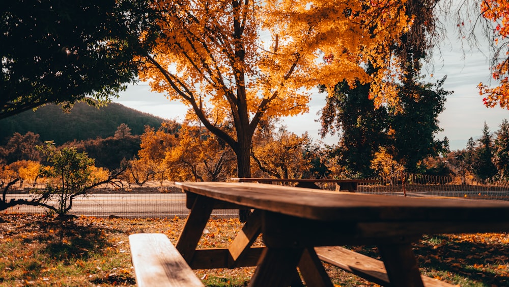 brauner hölzerner Picknicktisch in der Nähe von braunen Bäumen tagsüber
