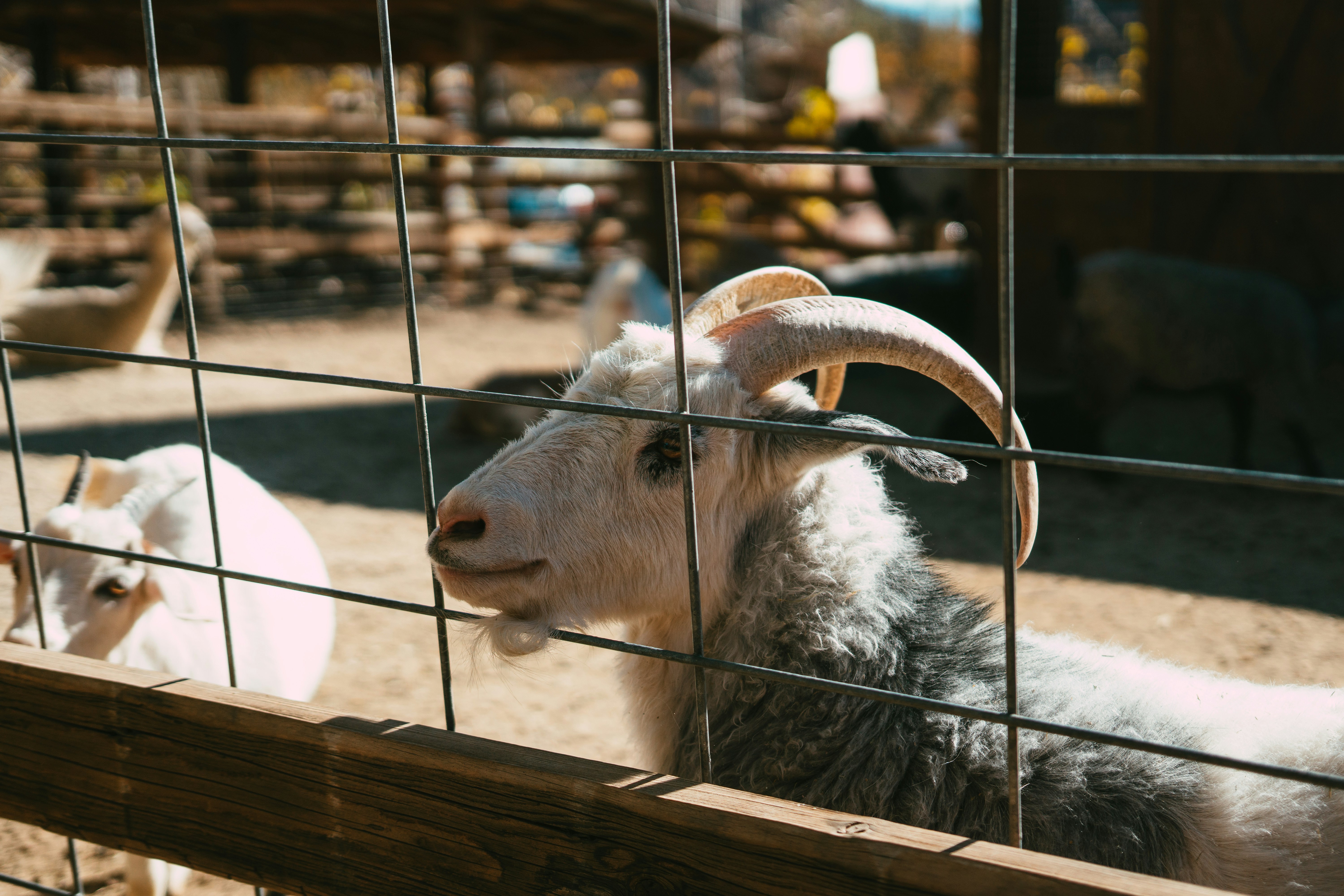 white sheep on brown wooden cage during daytime