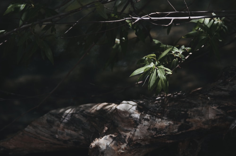 green leaves on brown tree branch