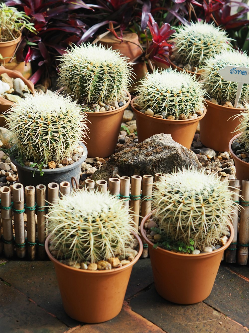 green cactus plant on brown clay pot