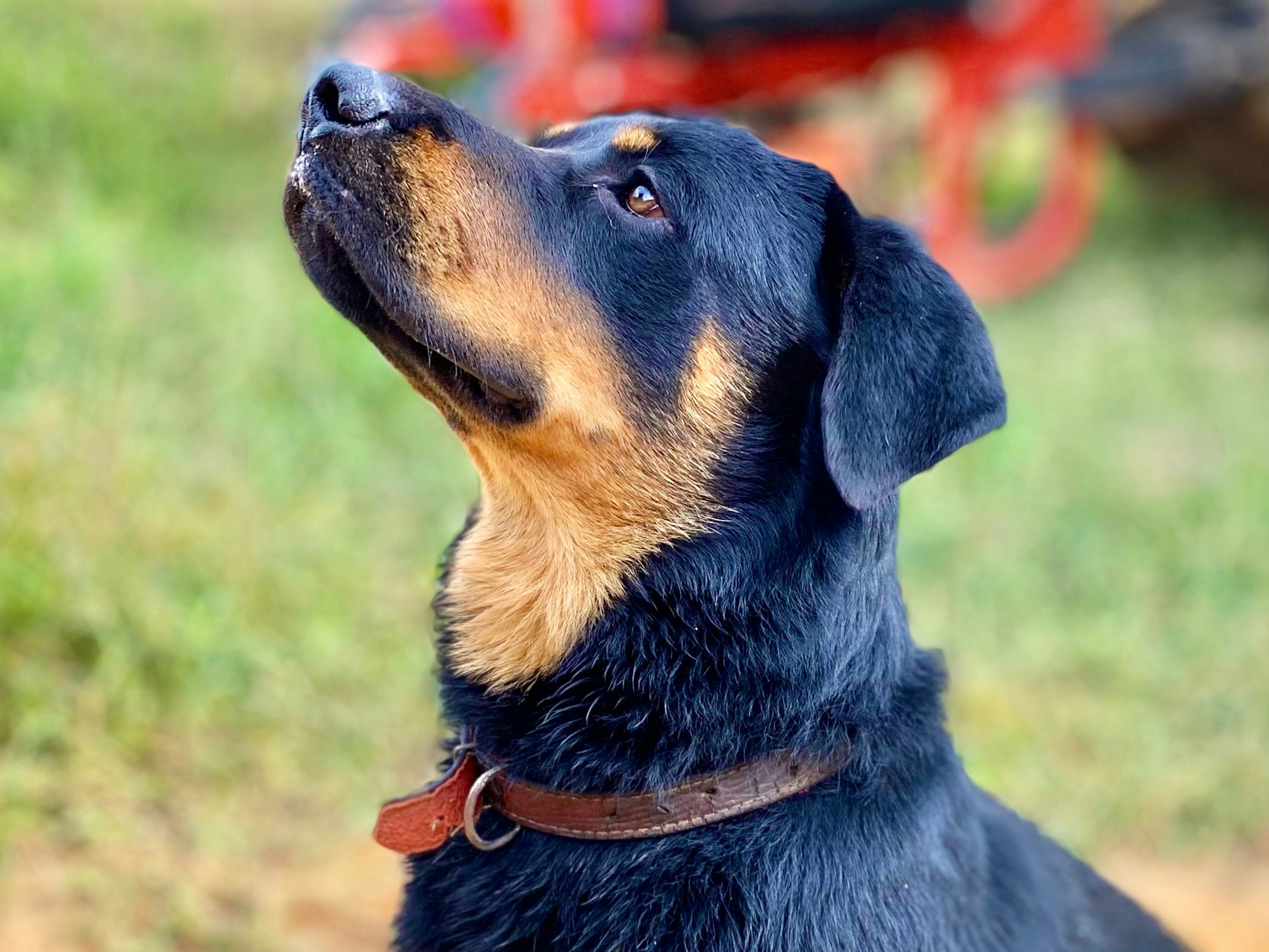 Stilingas šuns antkaklis