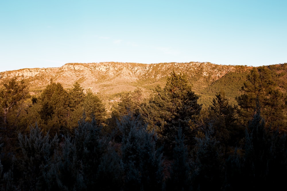 arbres verts sur la montagne brune sous le ciel bleu pendant la journée