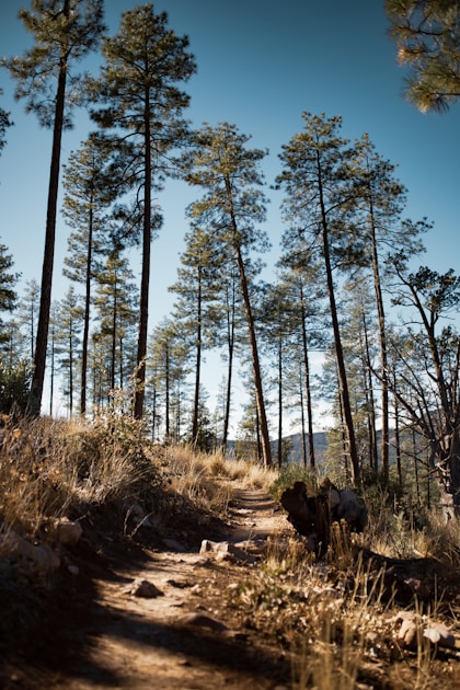 Mogollon Rim country in central Arizona with ponderosa pine and rim edge visible