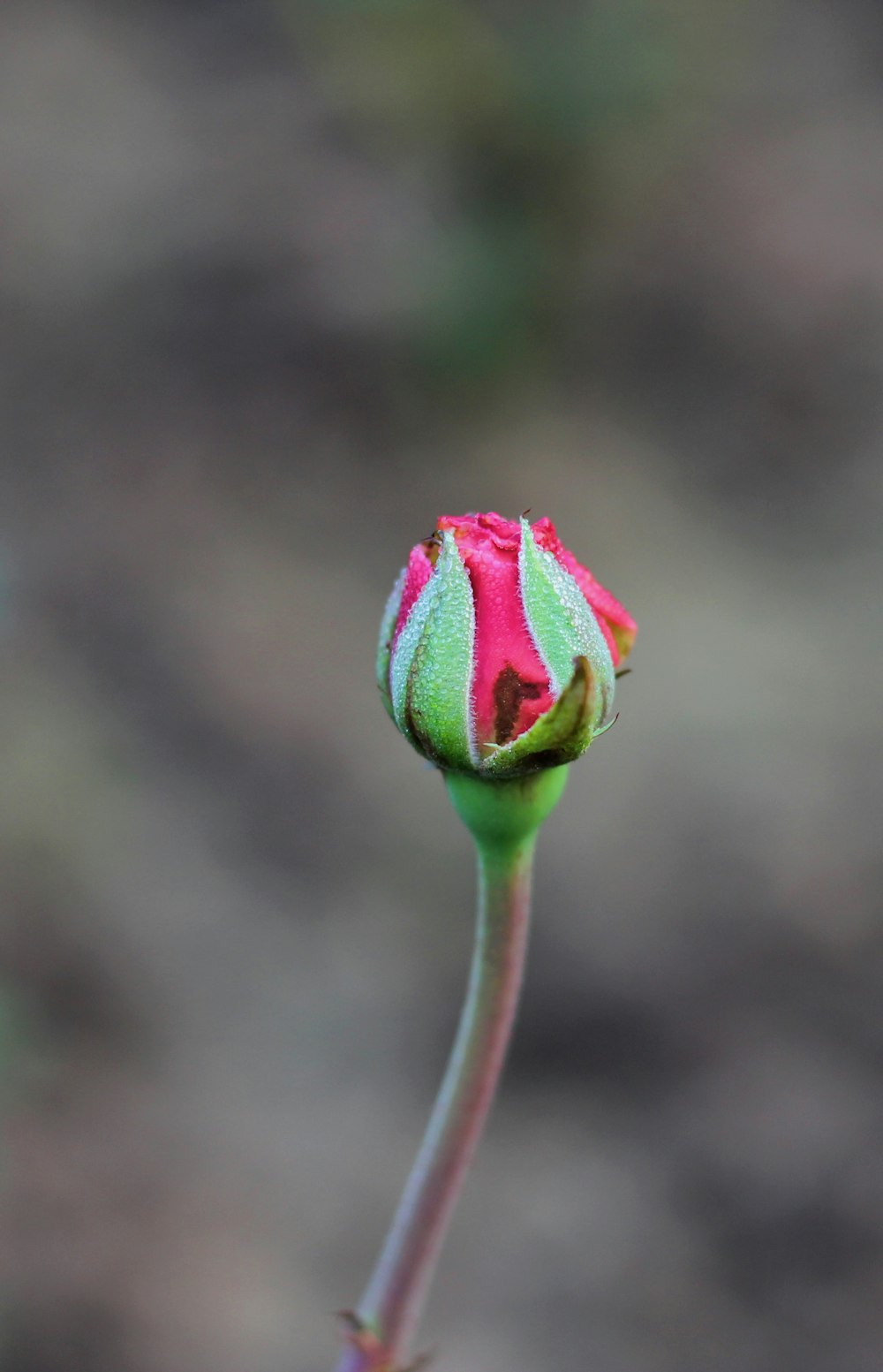 Rosa Blütenknospe in Nahaufnahme