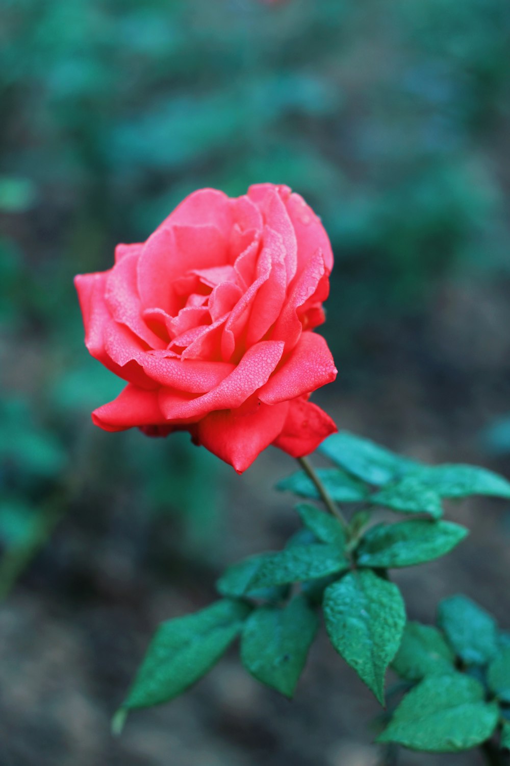 pink rose in bloom during daytime