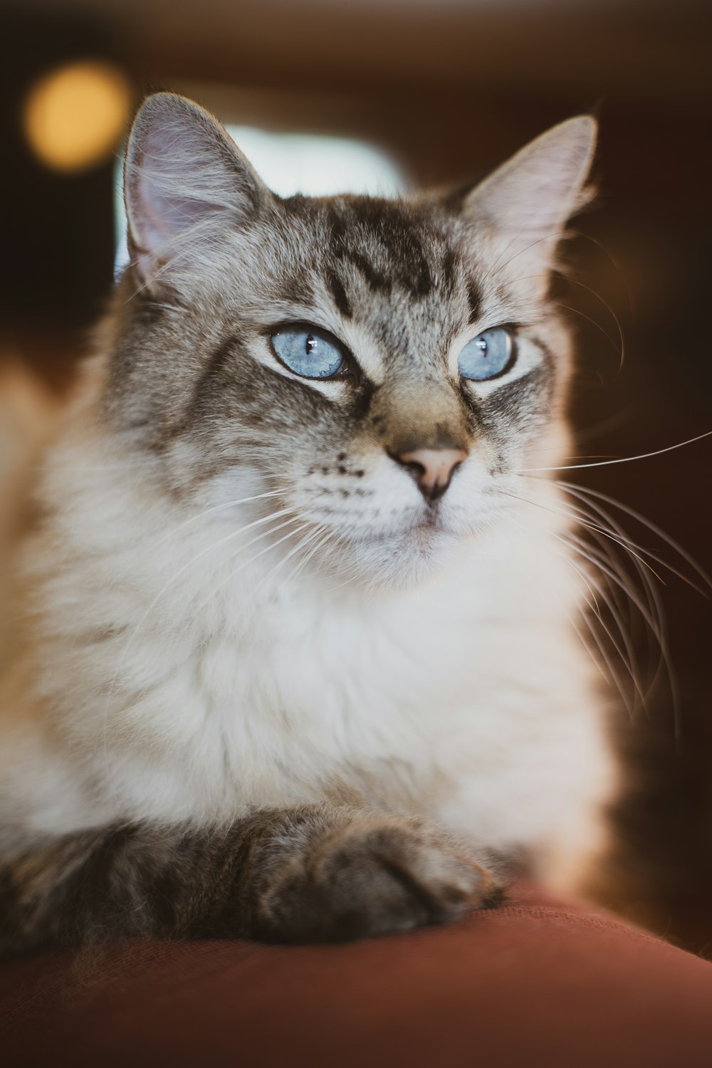 white and brown tabby cat