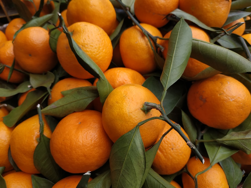 orange fruits on tree during daytime