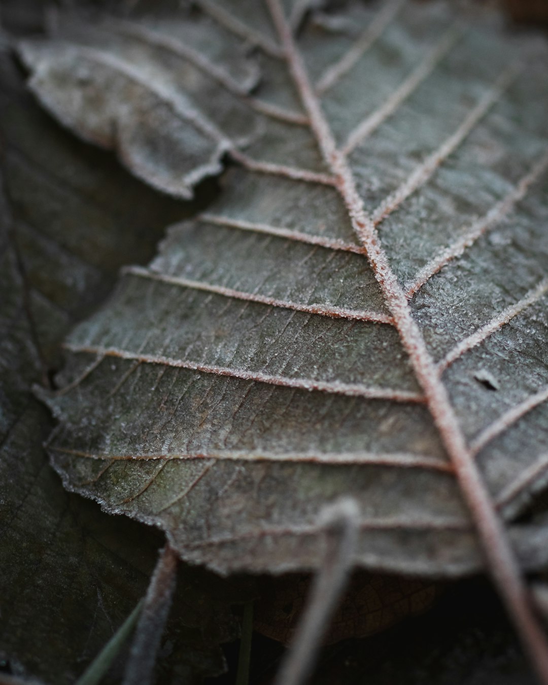brown leaf on black surface