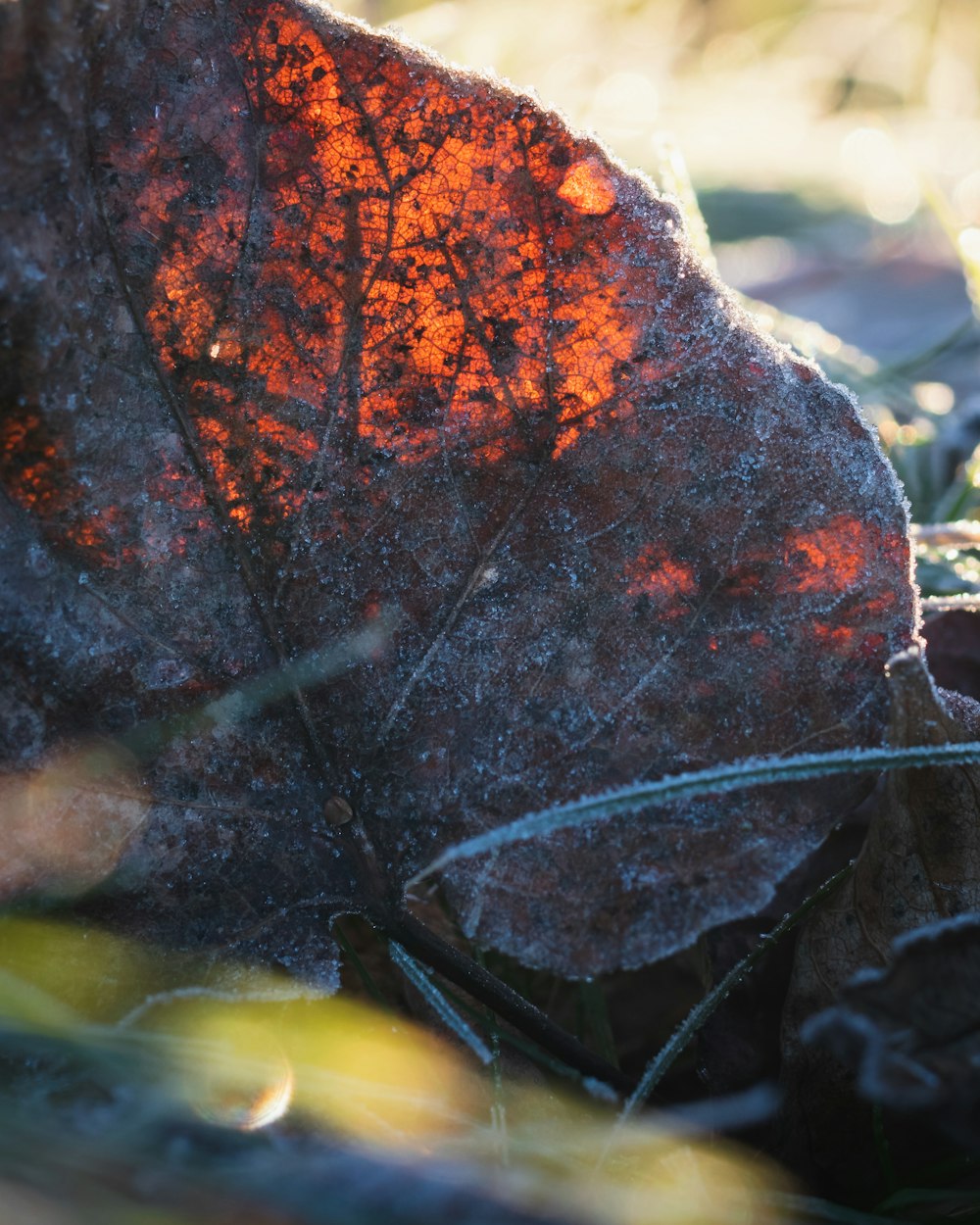 brown and black dried leaf