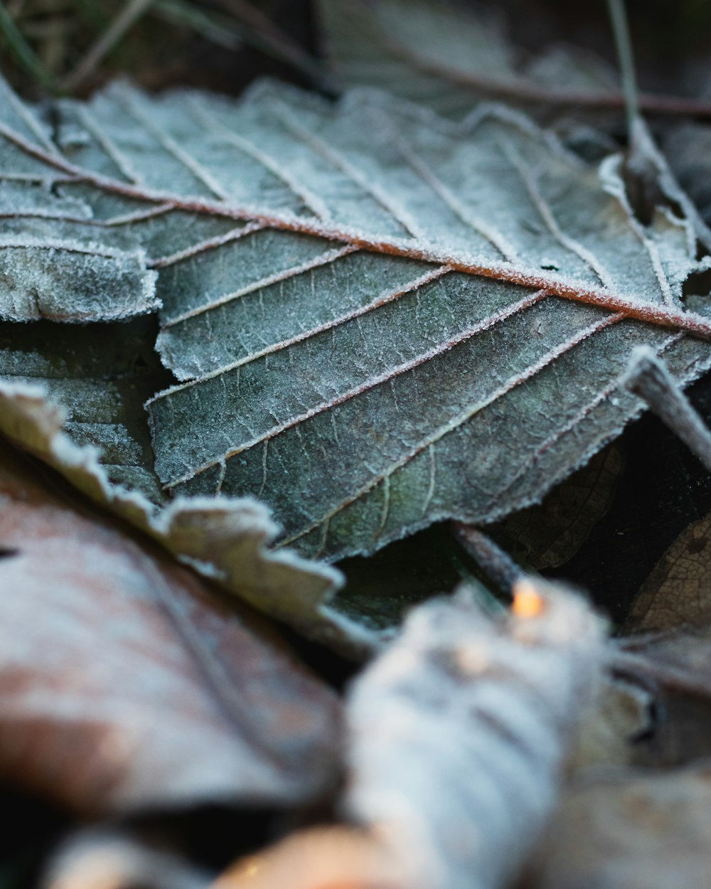 gray and brown leaves in macro lens photography
