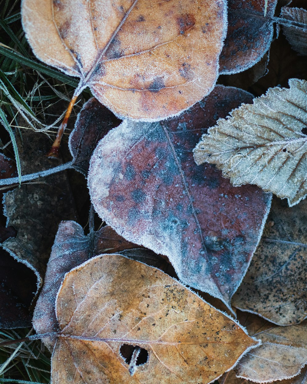 brown leaf with water droplets