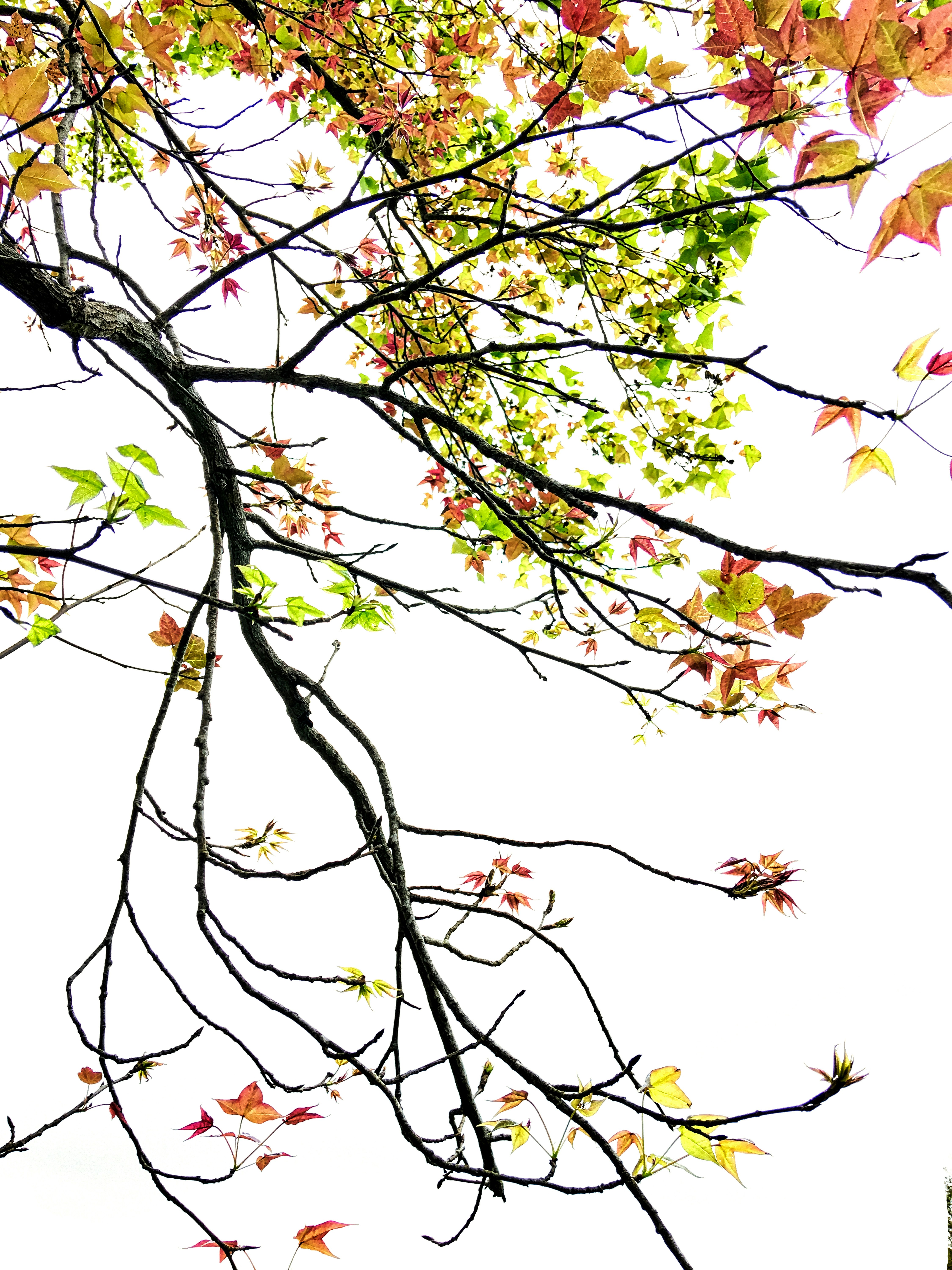 Photo by thomaskinto