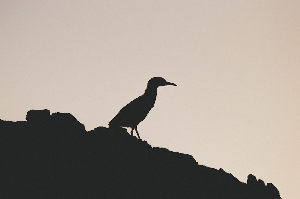 oiseau noir sur roche grise pendant la journée