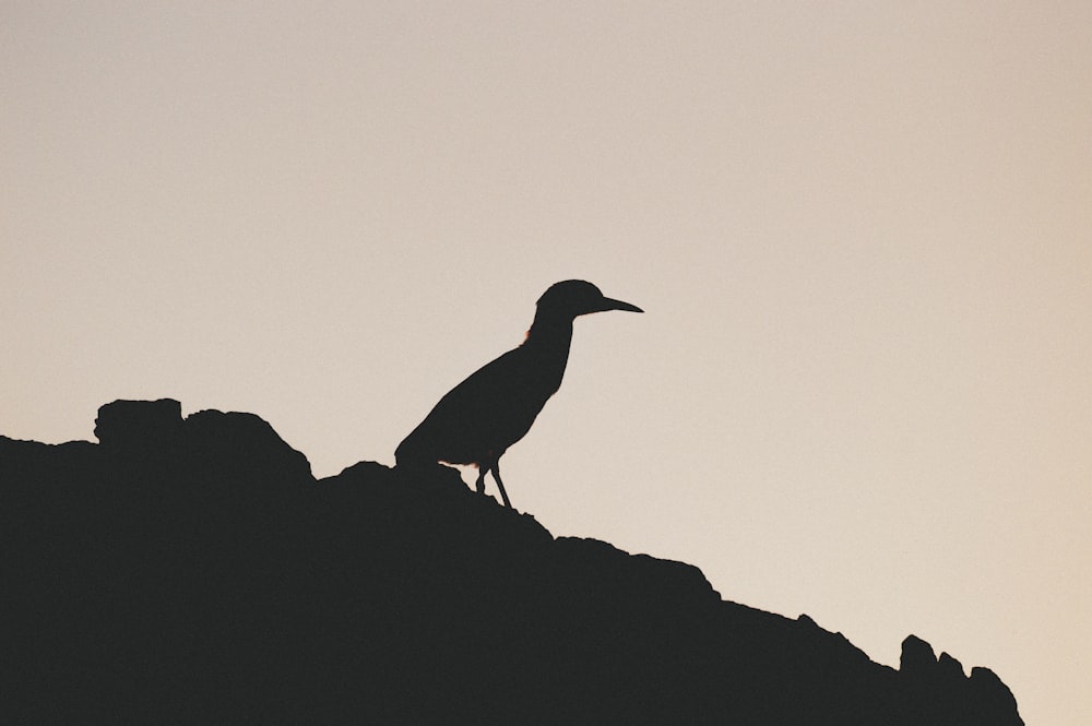 black bird on gray rock during daytime