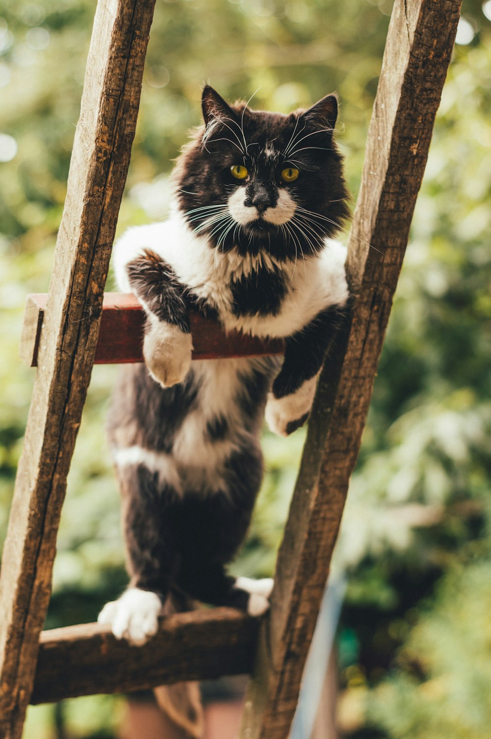 schwarz-weiße Katze tagsüber auf braunem Holzzaun