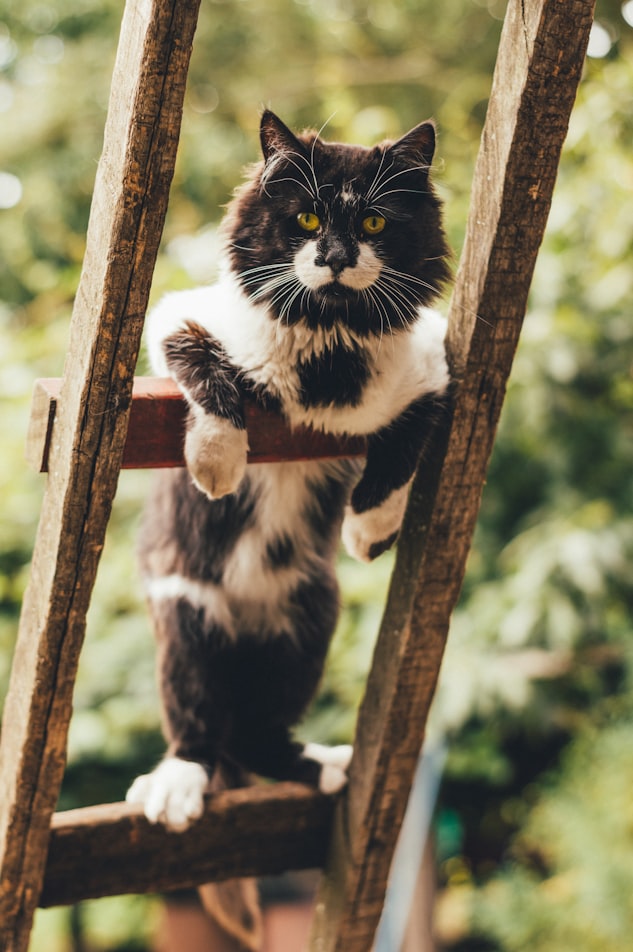 Kitty on the ladders