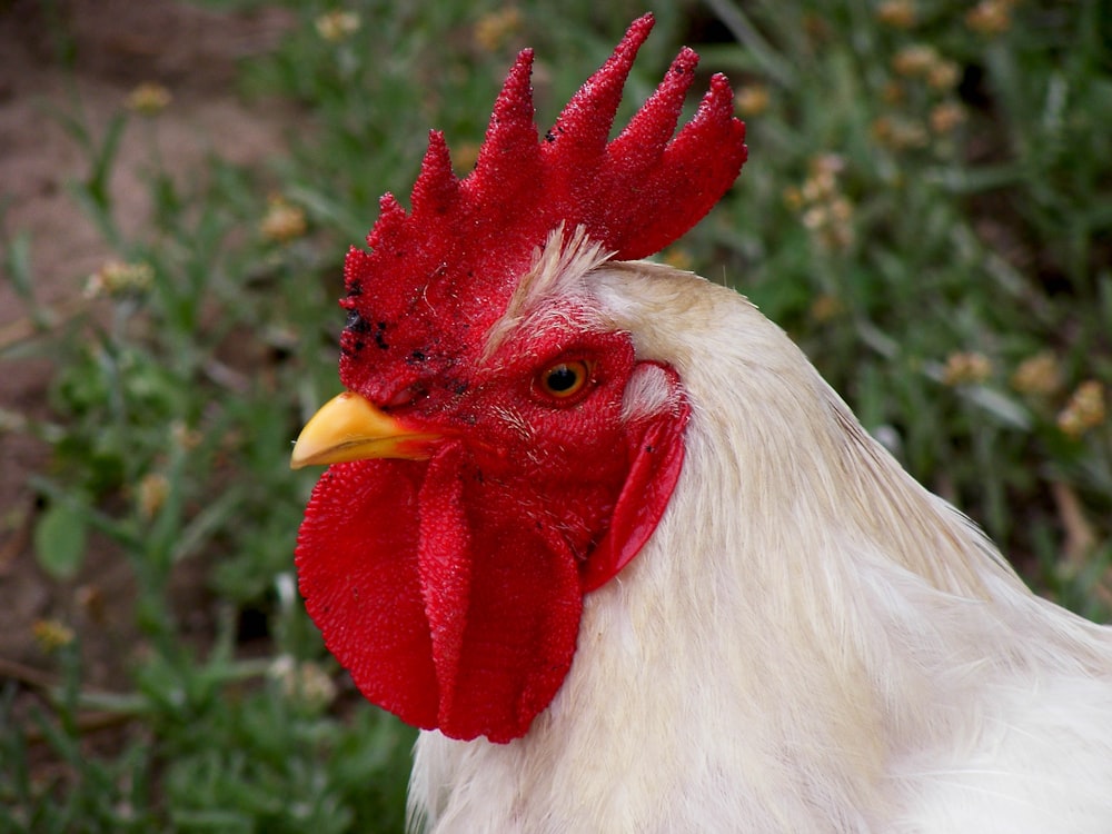 white and red rooster on green grass during daytime