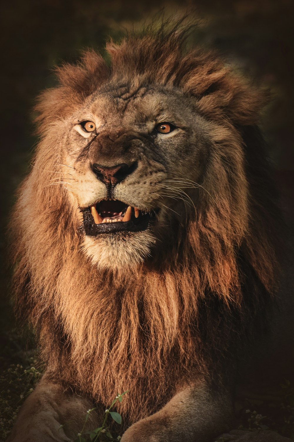 lion lying on green grass during daytime