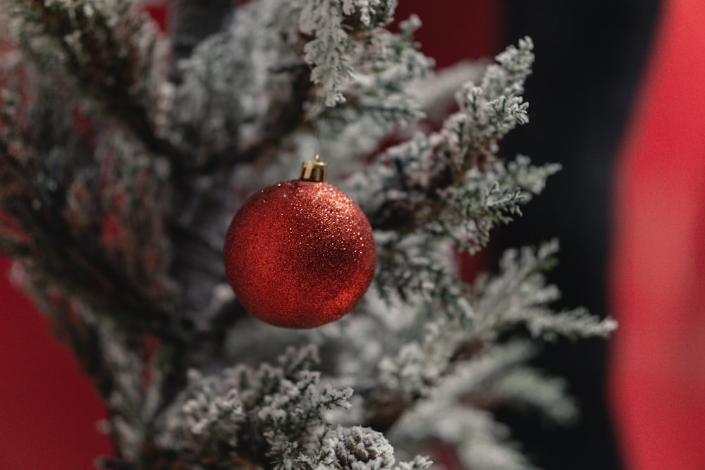 red bauble on tree with snow