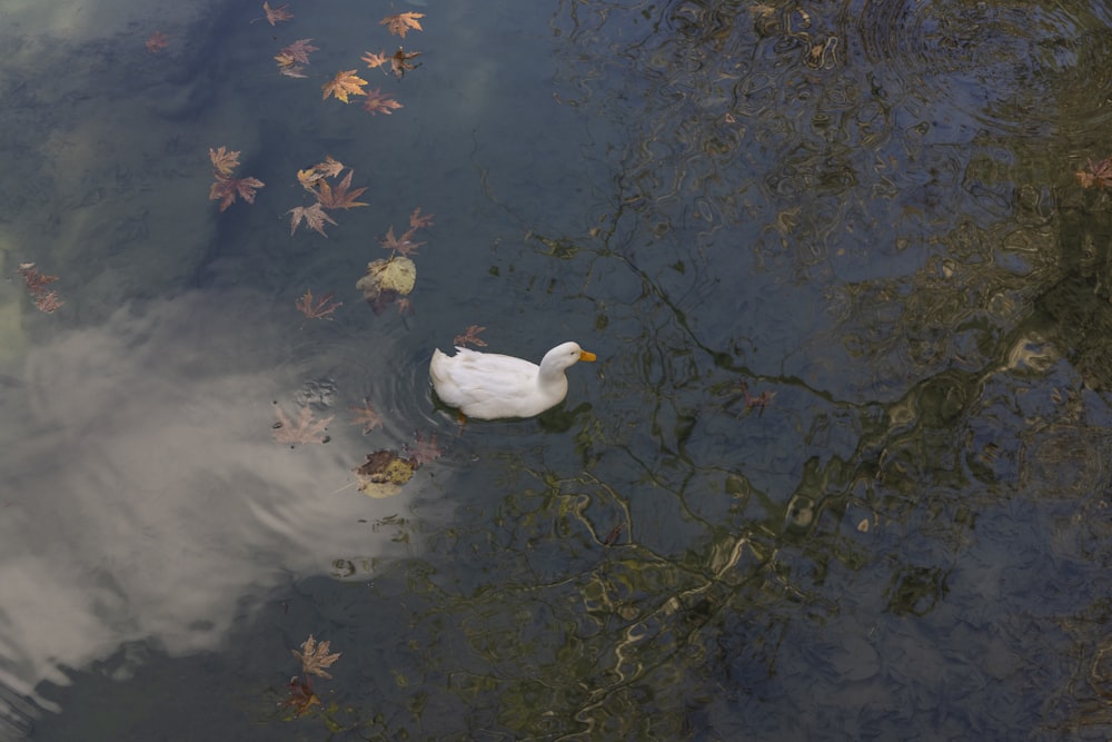 Cigno bianco sull'acqua durante il giorno
