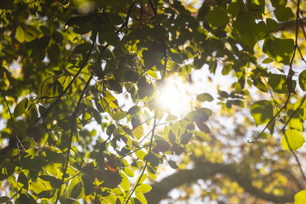 yellow and green leaves on tree