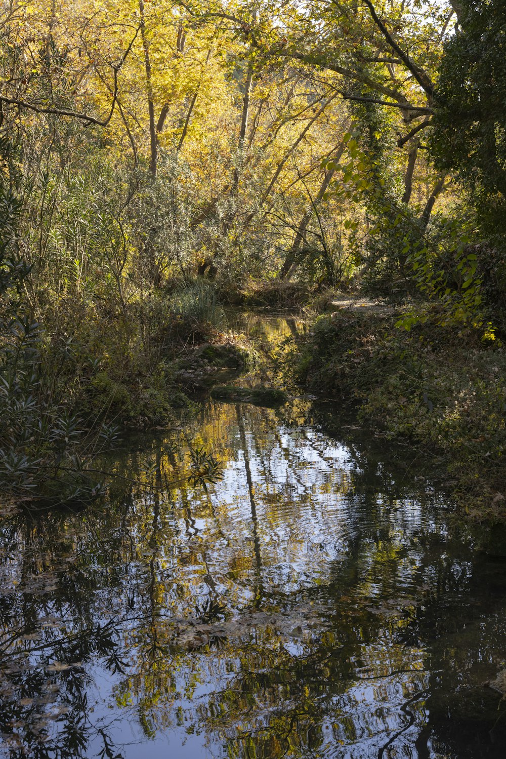 green trees beside river during daytime