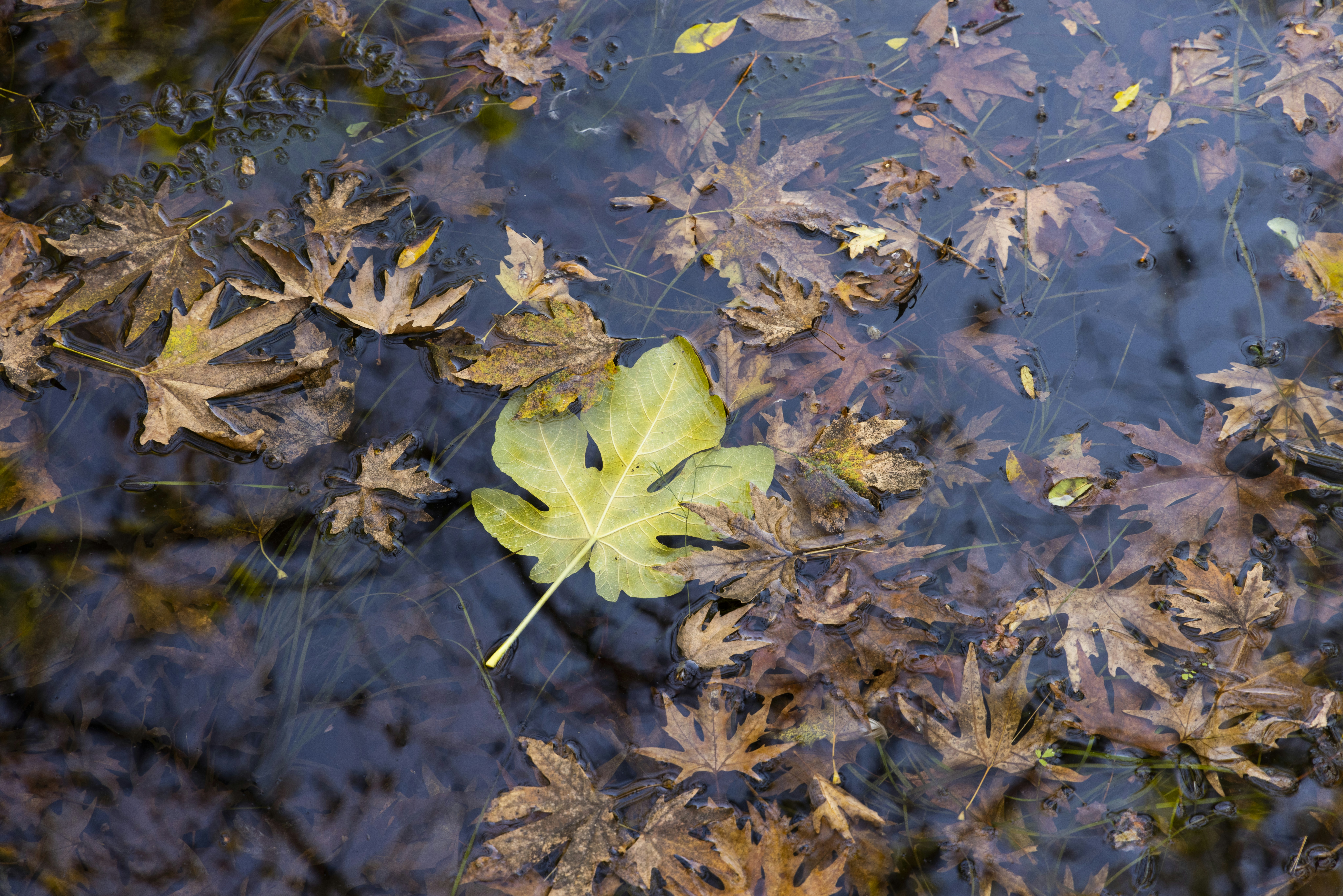 Photo by enginakyurt
