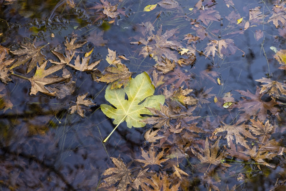green and brown leaves on water